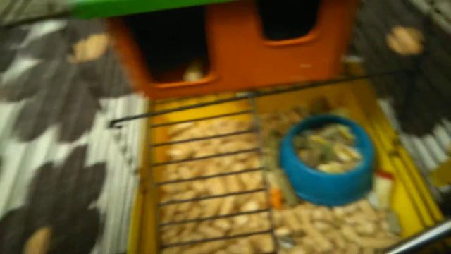 МОЙ ХОМЯК (МАША)