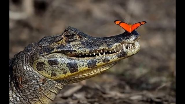 Самые красивые фото Крокодилов. смотреть онлайн