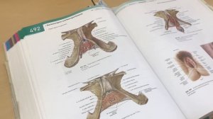 Анатомия. Мужская и Женская Промежность