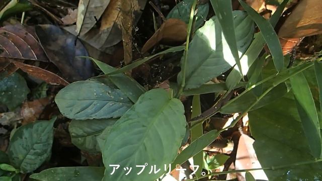 No.27 Aglaonema nebulosum ”北Sanggau”　2018.05 смотреть онлайн