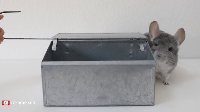 Chinchilla Dust Bath Fail смотреть онлайн