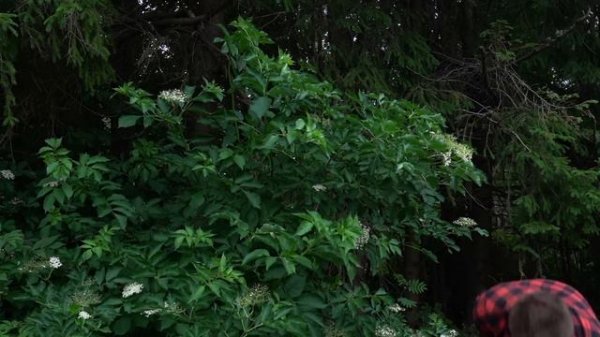 I Caught and Smoked A Wild BOAR For My Family!