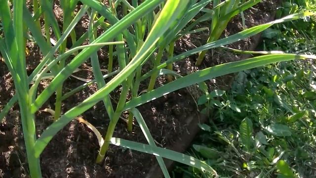 Чеснок. Осеннее мульчирование чесночных грядок сохраняет время летом. Минимальное время на прополку смотреть онлайн