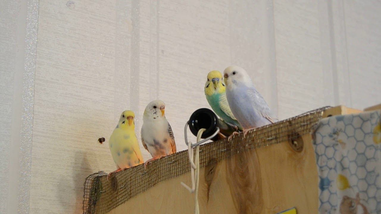 Разведение в домашних условиях, Волнистый попугай смотреть онлайн