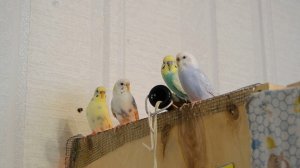 Разведение в домашних условиях, Волнистый попугай