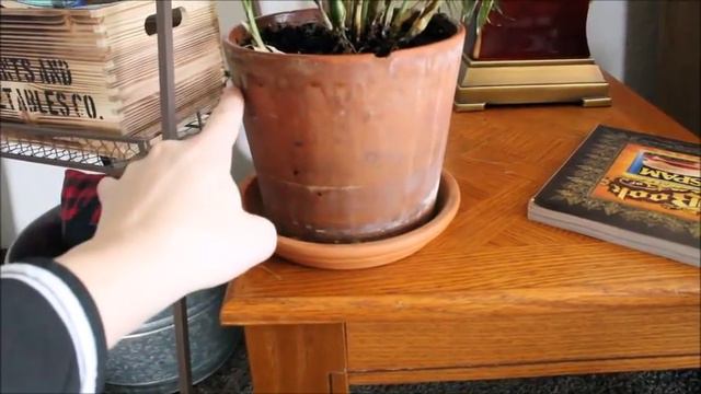 Houseplant Tour Spring 2019 | Whole Collection! // Angels Grove Co смотреть онлайн