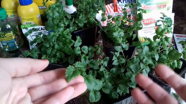 Бакопа. Главные правила выращивания бакопы из семян. Укоренение бакопы смотреть онлайн