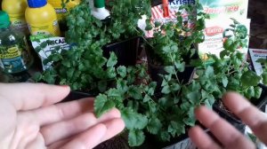 Бакопа. Главные правила выращивания бакопы из семян. Укоренение бакопы