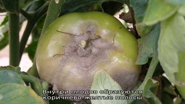 Что делать, если на помидорах появились коричневые пятна: фото пораженных томатов и пути их спасен. смотреть онлайн
