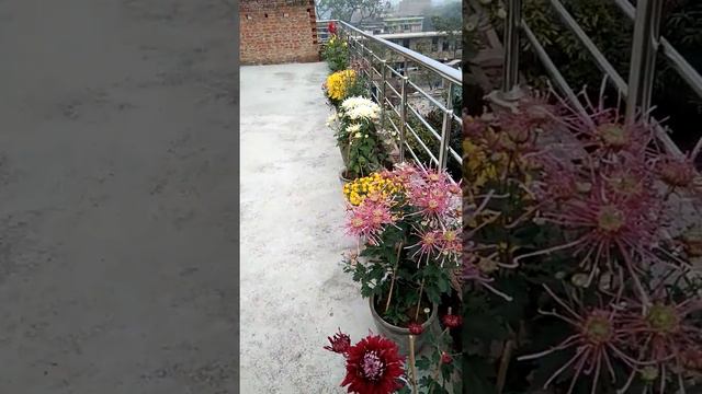 My Little Terrace Garden