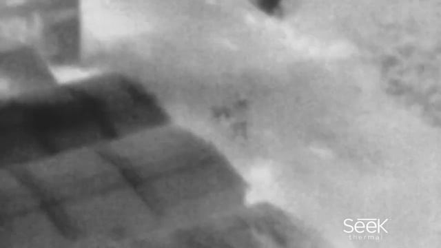 Seek Thermal XR Вид с балкона 1 Мужик с собакой смотреть онлайн