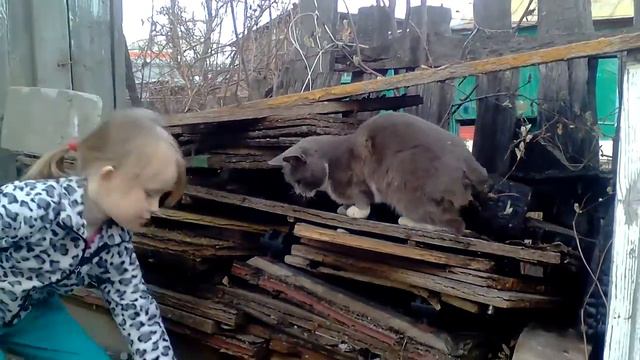 Кот тимоша дерется с хозяйкой