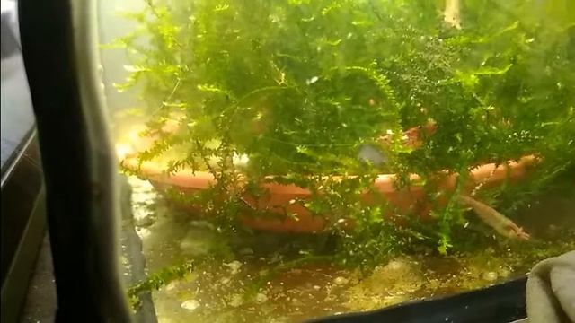 жучки в креветочнике смотреть онлайн