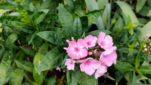 Flokšu ziedēšana #floksi #флоксы смотреть онлайн