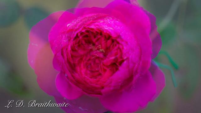40 David Austin Roses 2022 at my garden in Seoul смотреть онлайн