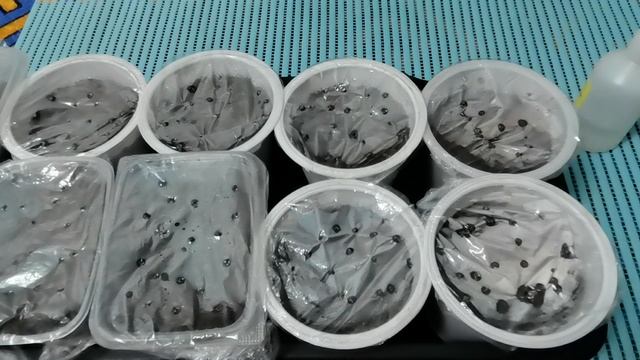 Всходы земляники садовой из семян в 2023 году. Ремонтантная земляника.