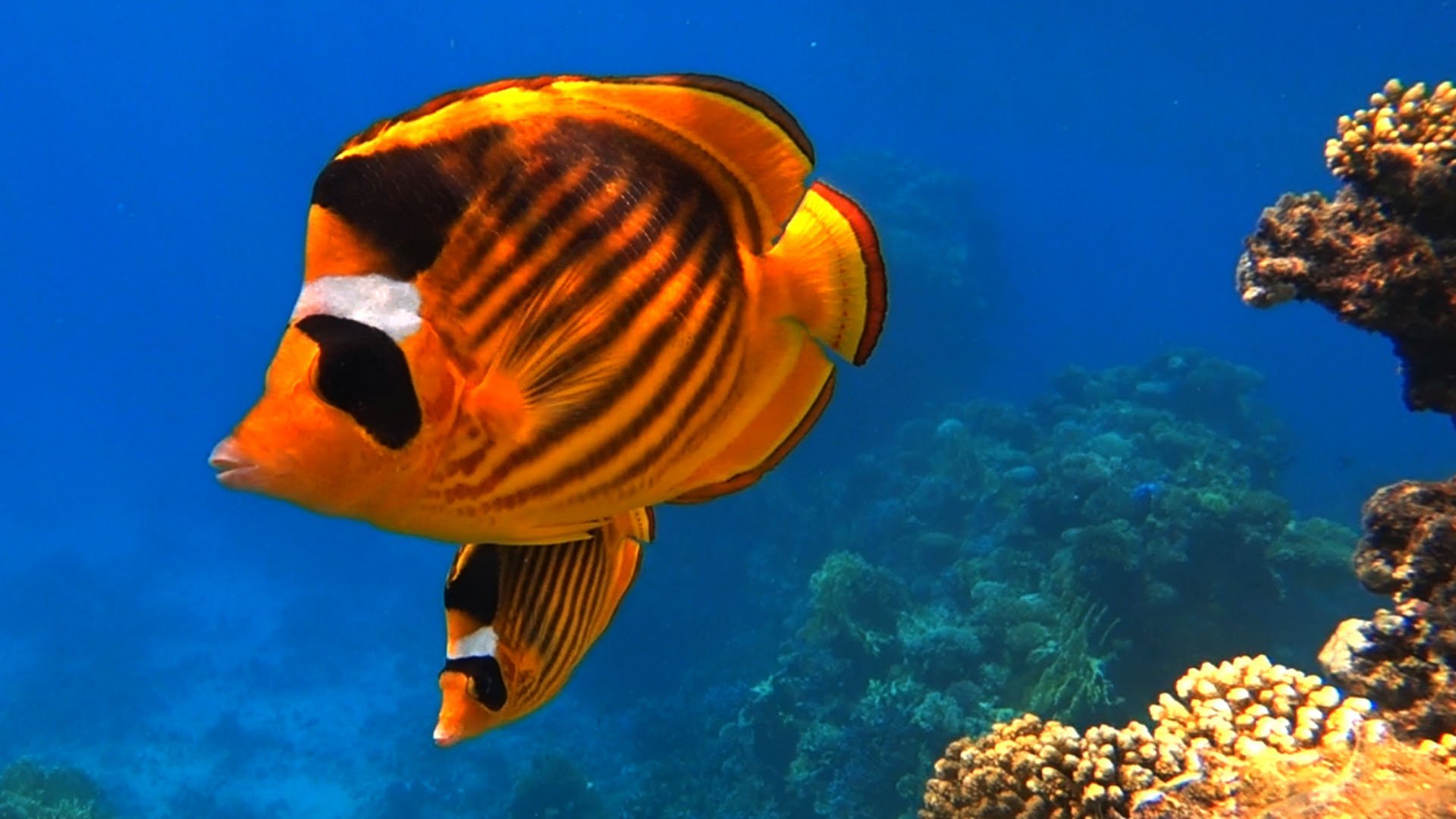 Рыбы Красного Моря. Коралловые рифы Шарм Эль Шейх смотреть онлайн