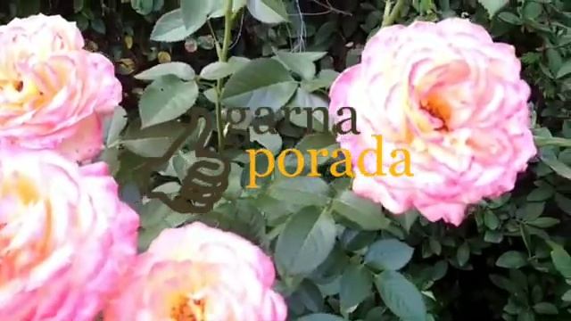 мои отзывы о розе Янки Дудль (самая лучшая роза) смотреть онлайн