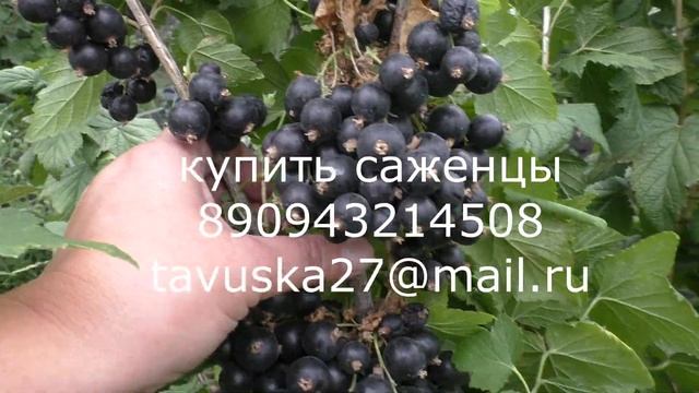 ШАРОВИДНАЯ супер урожай смотреть онлайн