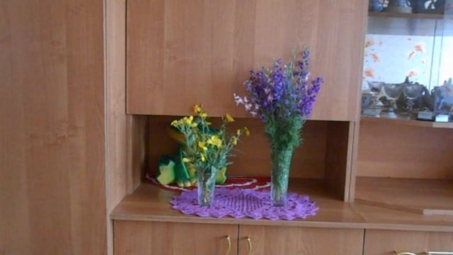 Посадила на даче хризантему ,купленную в магазине.Что я сделала не так? смотреть онлайн