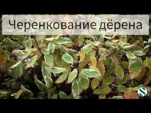 Черенкование дёрена.