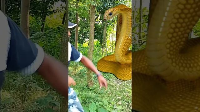 anaconda snake in real life P 133#snake #anaconda #bigsnake #snakes#nagin #python #shortsfeed #vira смотреть онлайн