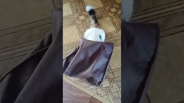 У тебя есть пакет? #животные #счастьерядом #юмор #милота #любовь #питомцы #домик #catfunny #cat смотреть онлайн