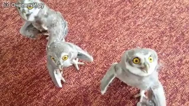 Как совы пить хотят смотреть онлайн