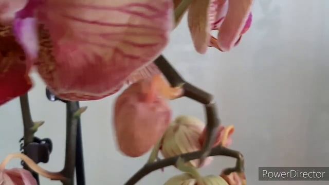 ОРХИДЕИ-новинки после обзора в Леруа: Фаленопсис Golden Leopard и Pretty Romance (27.01.20). смотреть онлайн