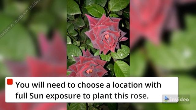 black baccara rose смотреть онлайн