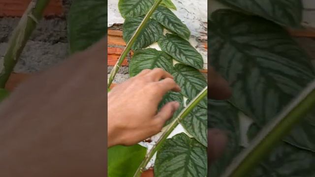 ไม้สะสม EP.1 Monstera Dubia #monsteradubia #sleaf_garden смотреть онлайн