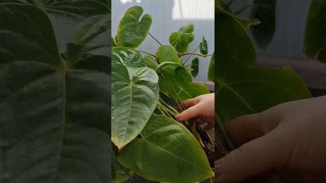 Обновление и размножение старого антуриума? #комнатныецветы #flower смотреть онлайн