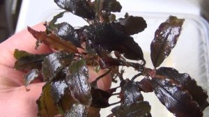 Борьба с водорослями. Обработка буцефаландры