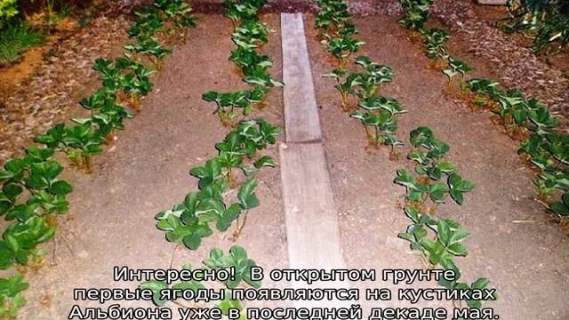 Клубника Альбион — описание сорта смотреть онлайн