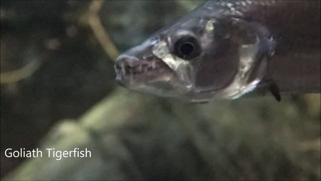 #Большая #тигровая #рыба - #Hydrocynus #goliath в #москвариум смотреть онлайн