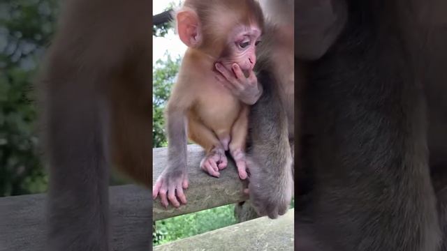 Baby monkey learning how to eat fruit is so cute ? смотреть онлайн