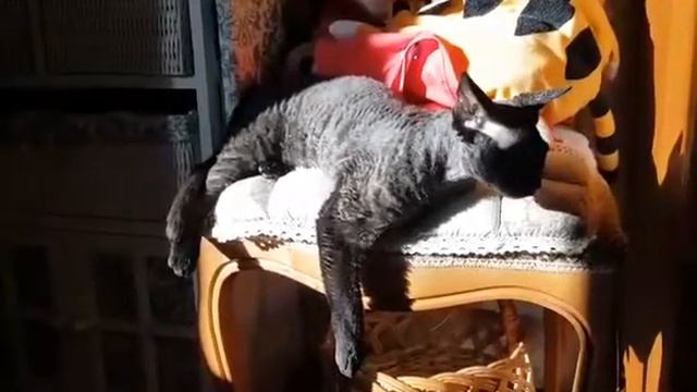 девон рекс / devon rex / drx /Nich Noble Angel / #drx #devonrex #девонрекс #elf #cattery #video смотреть онлайн