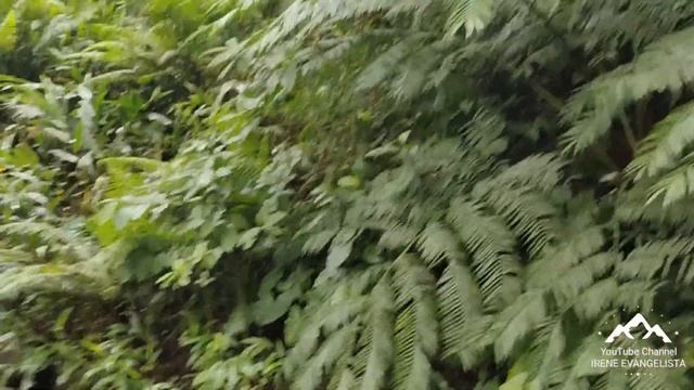 (PROPERTY#25) Php 56 PESOS PER SQM! FARM LOT WITH BATIS AND 10 MINI FALLS BESIDE THE PROPERTY!!! смотреть онлайн