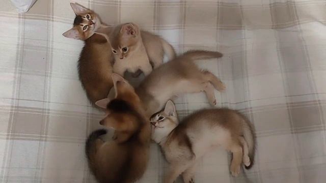 Аби детки после сна!) смотреть онлайн