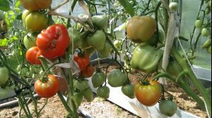 Томат Сахарная Настя.Обзор и дегустация.