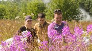 Россия возрождает старинный промысел: как правильно собирать и готовить иван-чай?