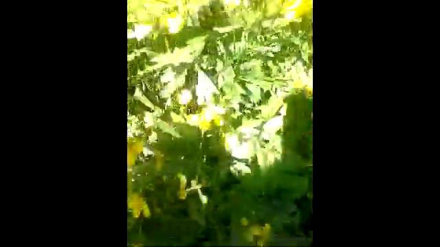 Лютики .Котельнич. Бенганн для Форекс деньги. смотреть онлайн