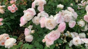 «Сама НЕЖНОСТЬ» сорт розы Имка  Марина/Imca Marina,(Андре Брише/Andre Brichet) Бельгия,1994 г