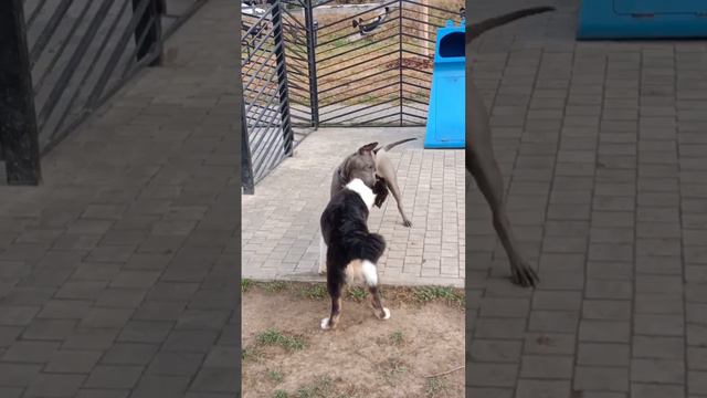 #dog #друг #собака #животные #аусси #любовь #австралийскаяовчарка #максаусси #щенки