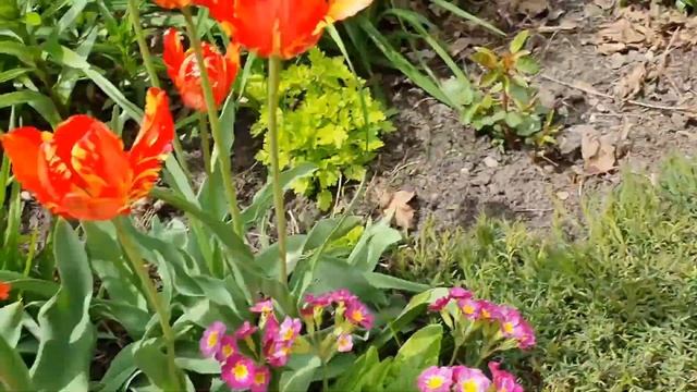 КОТОВНИК МУССИНИ