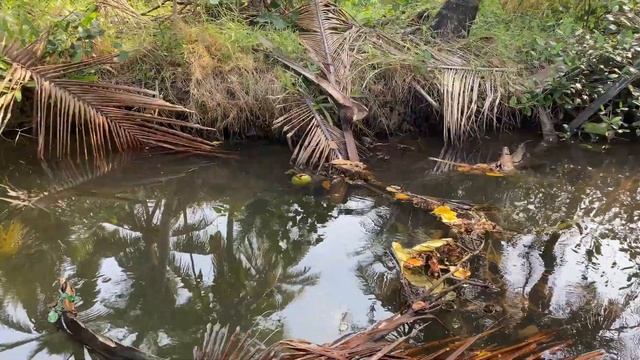 ИНДИЯ 2023. Керала. Остров Манро, катаемся на каноэ. / India 2023, Kerala, canoeing on Munroe islan смотреть онлайн