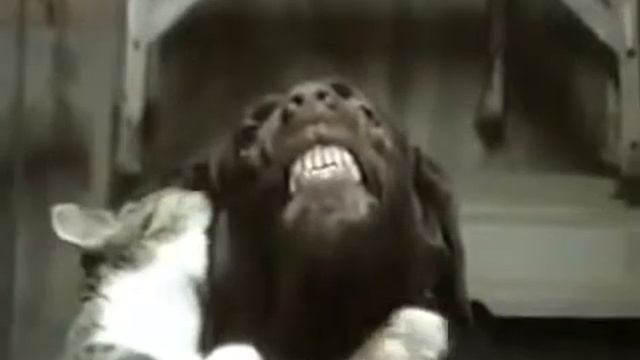 Заставил улыбаться собаку смотреть онлайн