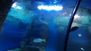 СХОДИЛИ В ОКЕАНАРИУМ В НОВОСИБИРСКЕ / ПОЛНОЕ РАЗОЧАРОВАНИЕ/ЧТО НЕ ТАК ?