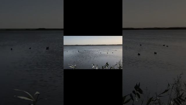 Каспийское море. Мотобуксировщик Ростин. Охота на утку сезон 2023. смотреть онлайн