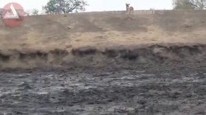 Горилла против льва